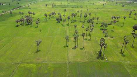 Campos-De-Arroz-Verdes-De-Camboya-Bajo-El-Sol-Del-Mediodía-Panorámica-Lenta