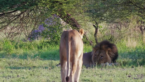 Leona-Caminando-Hacia-Un-Gran-León-De-Melena-Negra-Bajo-La-Sombra-De-Un-Arbusto-En-Nxai-Pan,-Botswana---Plano-General