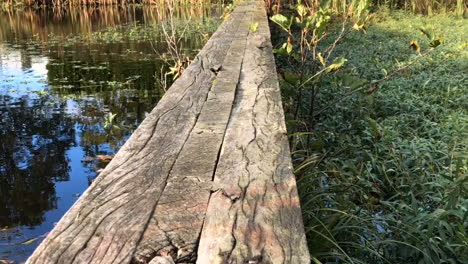 a wooden dam, an overgrown pond