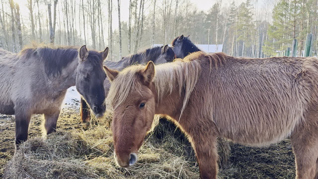 Horses graze in a barnyard during a bright morning light in a forest setting with trees in the background