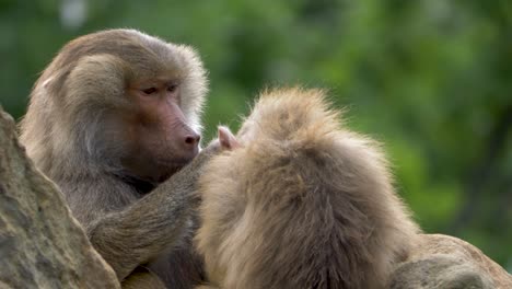 close-up portrait shot of two grooming baboons surrounded by beautiful green vegetation