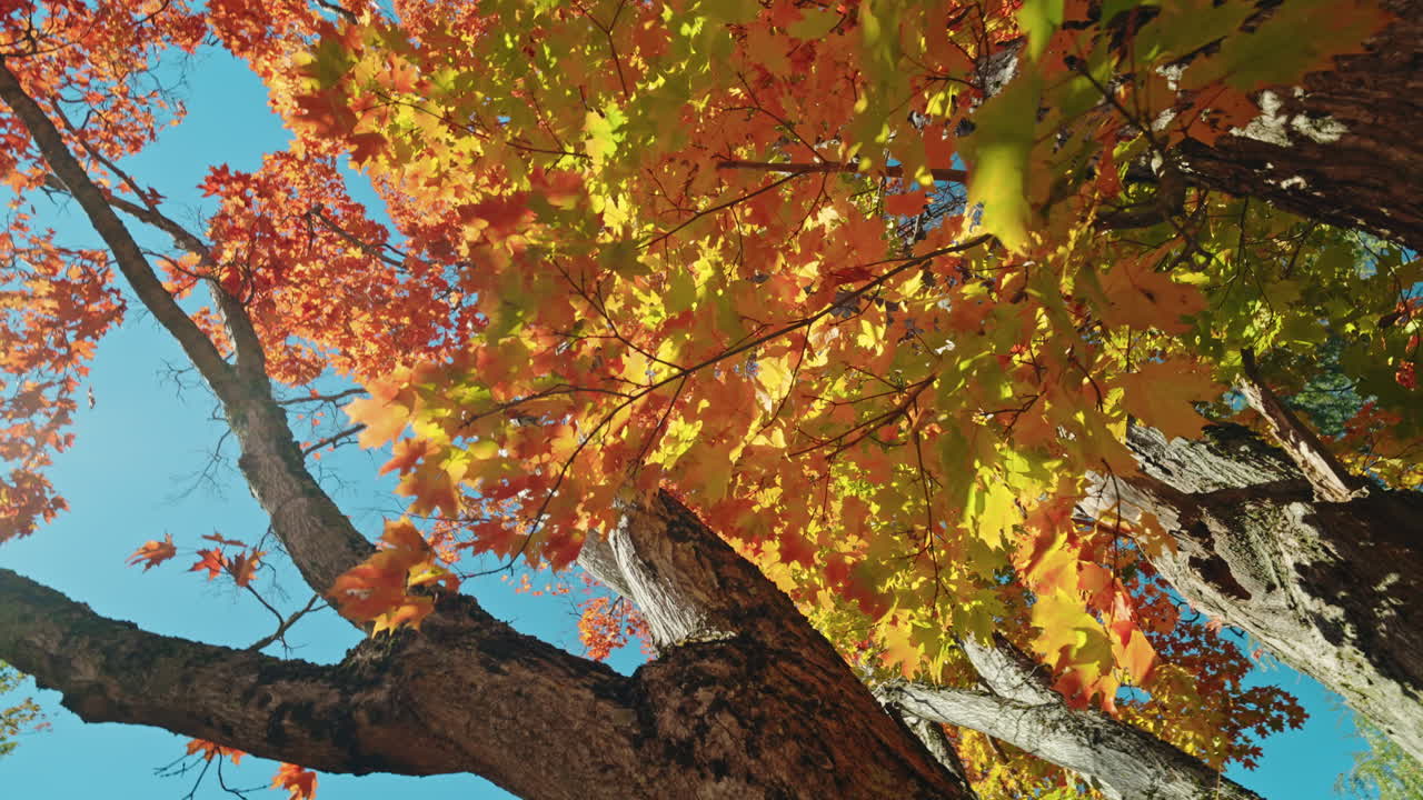 Moving past trees with colorful orange foliage. Autumn vibrant colors. Peaceful fall scenery.
Sunlight coming through the tree's branches.