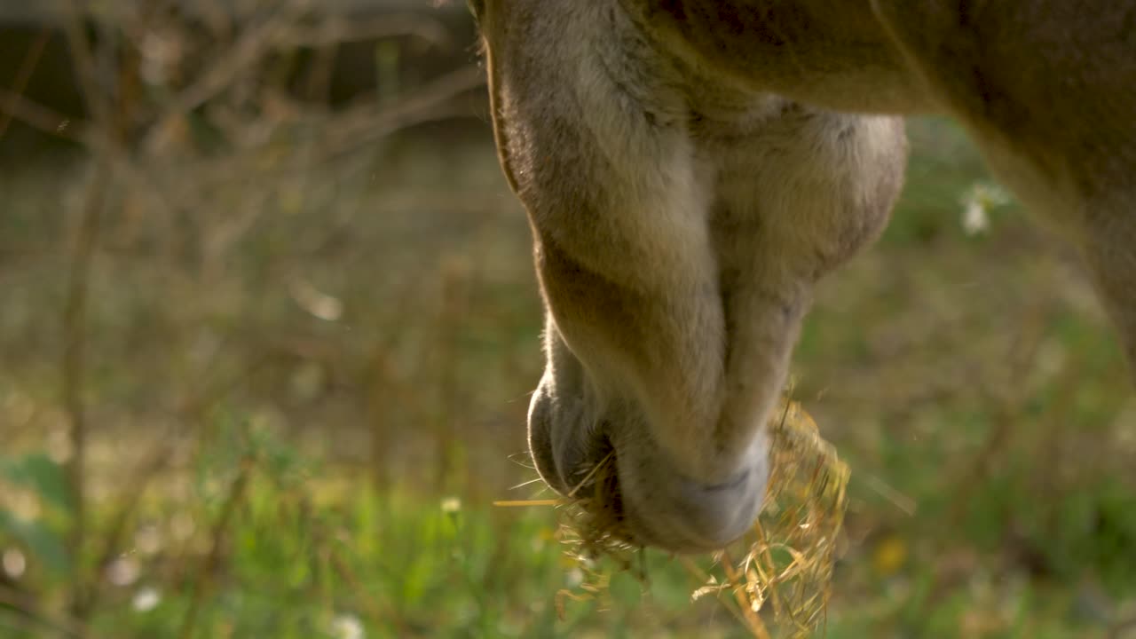 hermoso burro retroiluminado alimentándose en un prado durante la puesta de sol