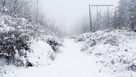 snow covered path with lush