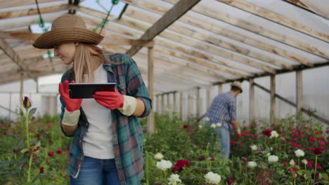 los agricultores modernos de rosas caminan a través del invernadero con una plantación de flores tocan los brotes y tocan la pantalla de la tableta.