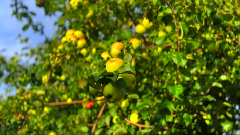 manzanas de gala que crecen en un huerto de manzanos casi maduras para ser recogidas