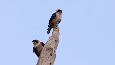 the black-thighed falconet is one of the smallest birds of prey found in the forests in some countries in asia