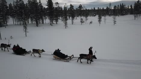 Drone-view-of-reindeer-sleighride-in-Saariselka,-Lapland,-Finland