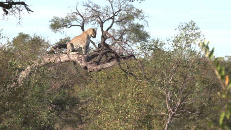 Un-Leopardo-Se-Sienta-En-Lo-Alto-De-Un-árbol-Caído-Mientras-Examina-La-Tierra-En-Un-Día-Africano-Soleado-Y-Brillante