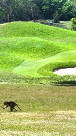 monkey on a golf course