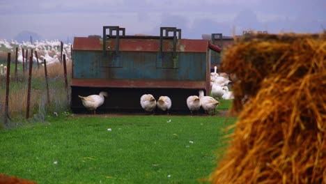 free range geese eating at trough-feed bin at outdoor free range poultry farm