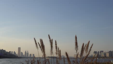 grass waving in front of han river in seoul on sunset