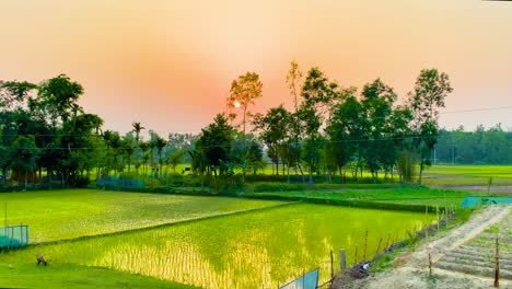 Rice-Seedlings-On-Cultivated-Agriculture-Land-In-Countryside-Of-Bangladesh,-South-Asia