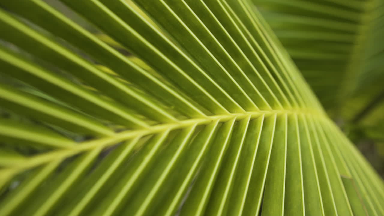 Green vibrant coconut palm tree in macro close up slider view