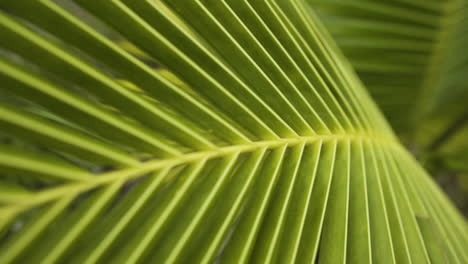 green vibrant coconut palm tree in macro close up slider view