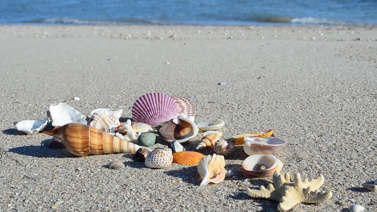 Cockleshells on sand against the background of waves. Shooting on the beach