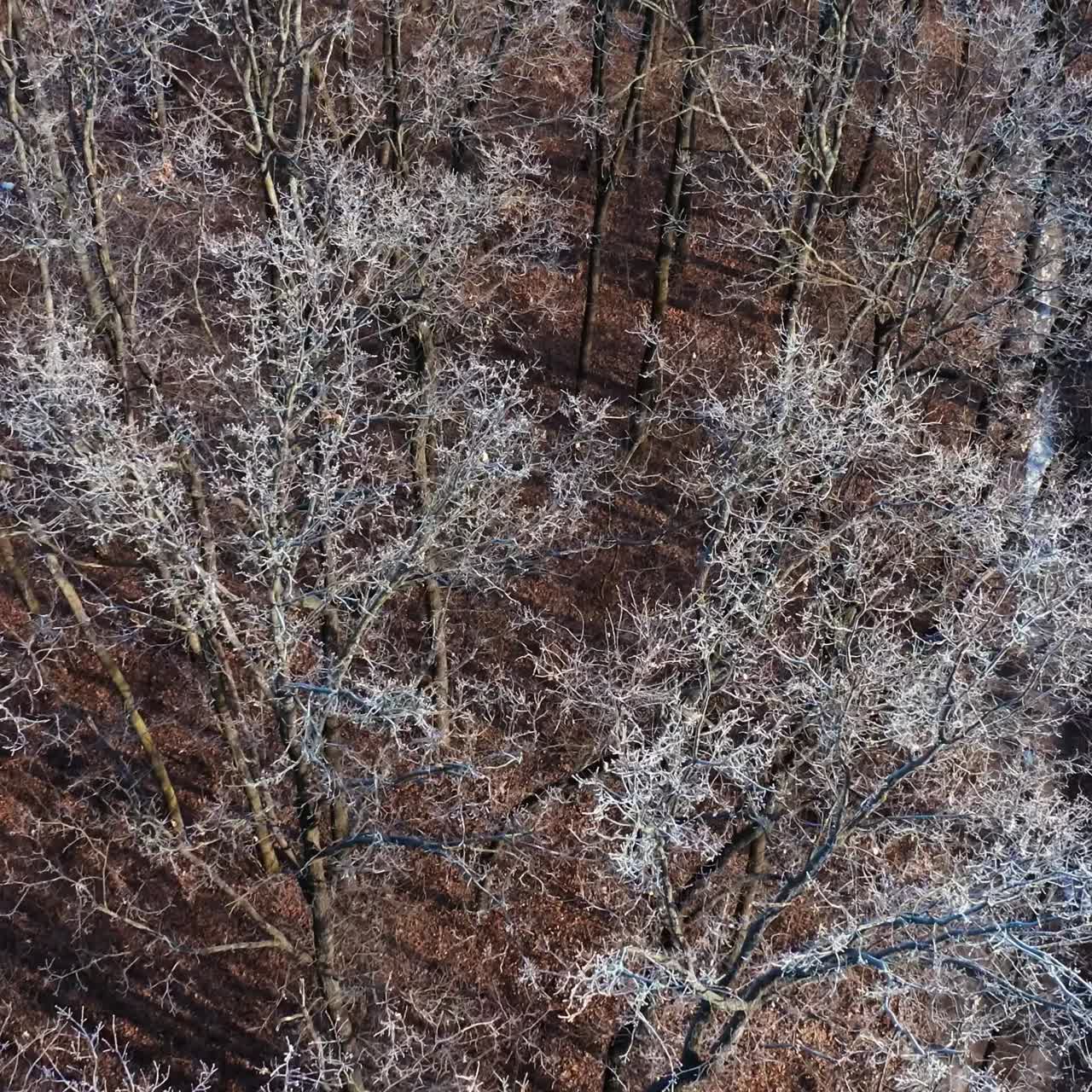 View of winter forest