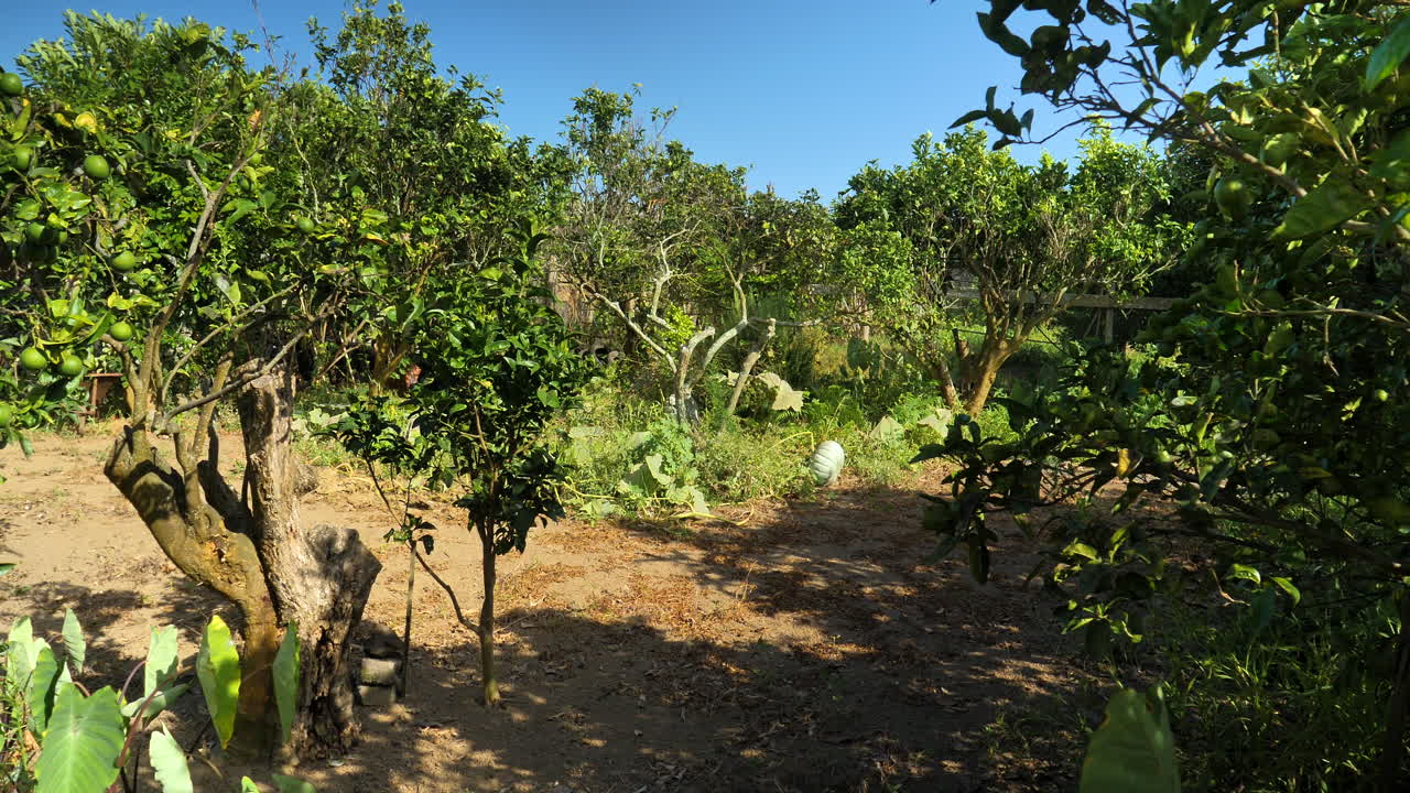 finca rural con naranjos