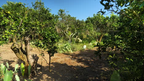 Rural-farm-with-orange-trees