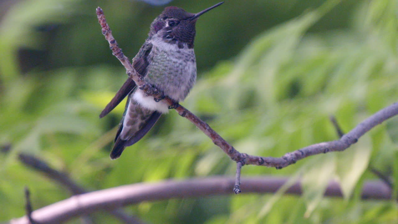 colibrí estirando las alas a cámara lenta