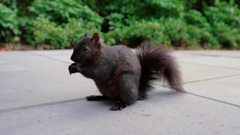 cute-black-squirrel-eating-nuts-in-the-backyard