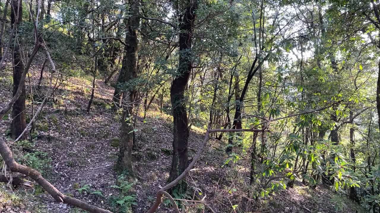 panorámica disparada dentro de un bosque con hojas secas en el suelo con la luz del sol irradiando a través del bosque