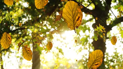 Digital-composition-of-multiple-autumn-leaves-falling-against-sun-shining-through-trees