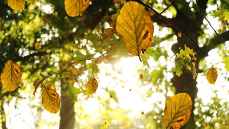 digitale zusammensetzung mehrerer herbstblätter, die gegen die durch die bäume scheinende sonne fallen