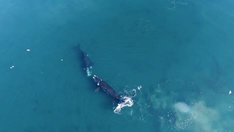 Ballenas-Francas-Australes-Se-Encuentran-En-El-Mar-Patagónico-Con-Cría-Jugando-Detrás-De-Su-Madre