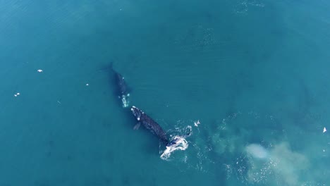ballenas francas australes se encuentran en el mar patagónico con cría jugando detrás de su madre