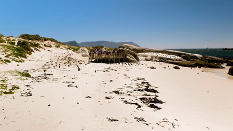 african penguin colony at boulders beach with tourist viewing platforms