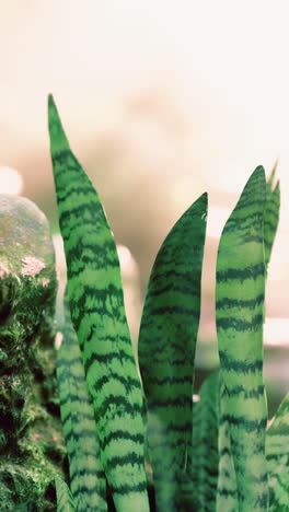 close-up of snake plant leaves