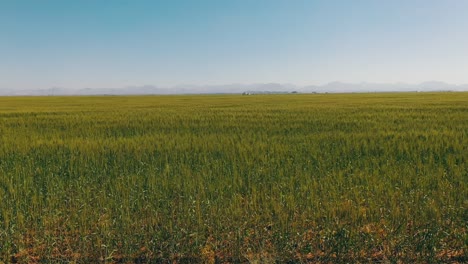 Vista-Superior-De-Las-Plantas-De-Trigo-En-Las-Granjas-De-Trigo-De-Sharjah-En-Los-Emiratos-Árabes-Unidos.