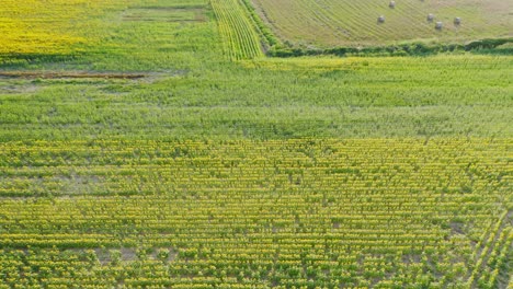 Nach-Oben-Kippen,-Um-Sonnenblumenfelder-In-Emporda,-Katalonien,-Freizulegen