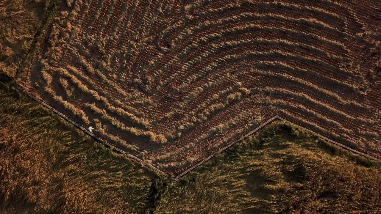 corp ventilación agricultura tradicional habilidad en el bosque para rotar racimo de arroz en el campo de arroz tierra de la granja agricultor mover las plantas para secar natural por el aire en irán bosque de montaña aldea campo ciudad rural
