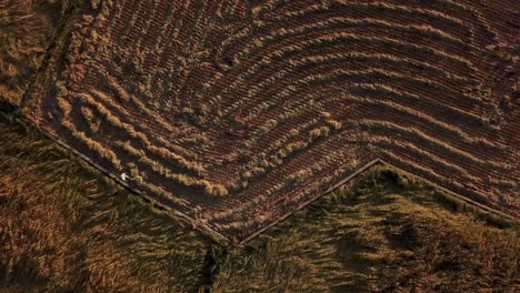 corps ventilation traditional agriculture skill in forest to rotate rice bunch in paddy field farm land farmer move plants to dry natural by air in iran mountain forest village countryside town rural