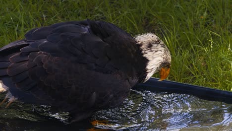 video of the american bald eagle, slow motion, close up