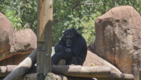 chimpanzee sitting on rocks, deep in thought, in zoo enclosure