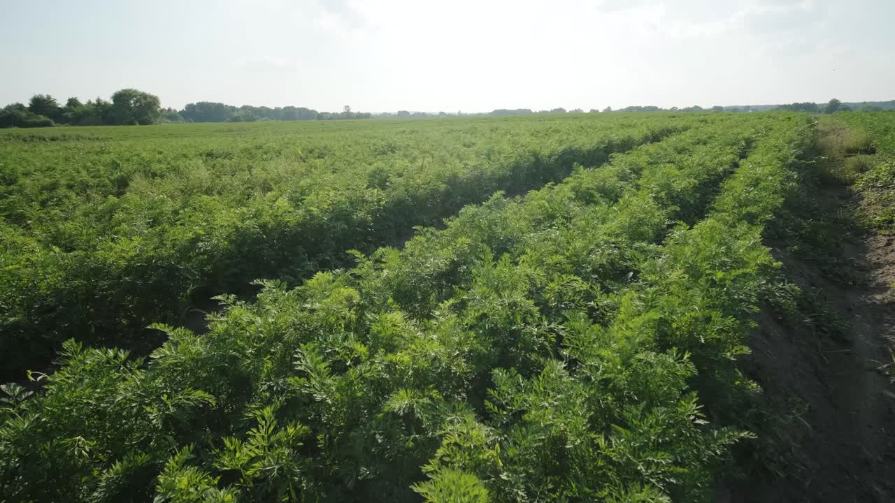 Bela vista de um vasto campo agrícola verde. Drone voando sobre o campo.