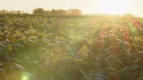 Plantación-De-Soja-En-Brasil