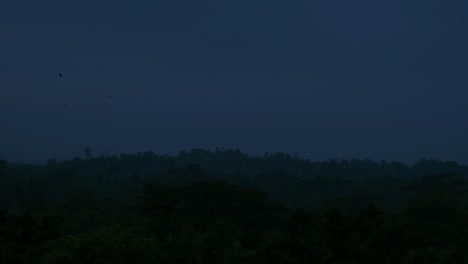 Unheimlicher-Dunkler-Wald-Mit-Fliegenden-Vögeln