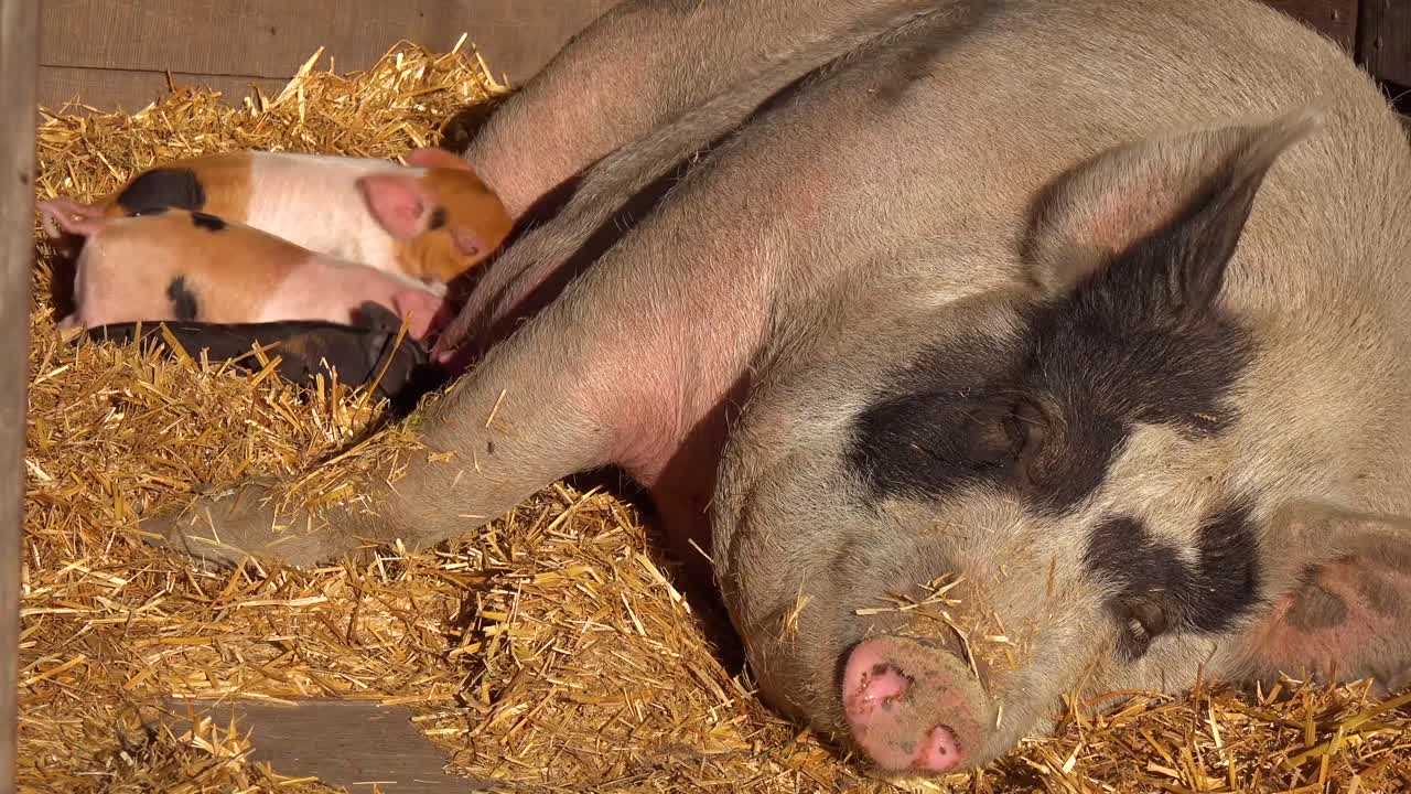 이 귀여운 동물 앞마당 장면에서 어미 돼지의 아기 새끼 돼지 간호사 우유