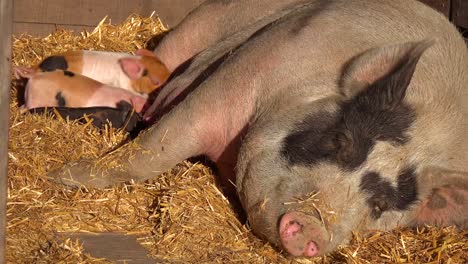 baby piglets nurse milk from a mother pig in this cute animal barnyard scene