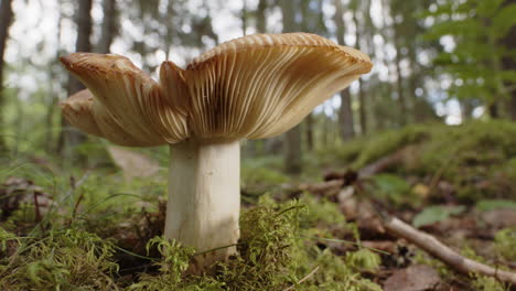 acercarse, un hongo russula cerolens que crece en un bosque sueco