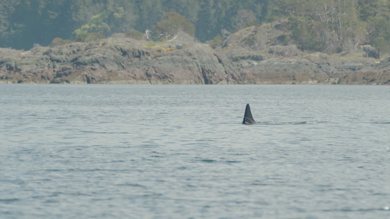 las orcas rompen la superficie para escupir y respirar cerca de la costa de la isla de vancouver, rastreando