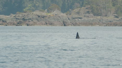 orcas break surface to spout and breathe near vancouver island coast, tracking