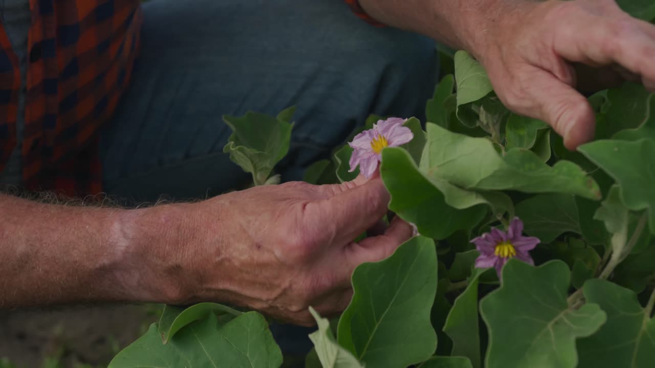 농장에서 일하는 성숙한 남자