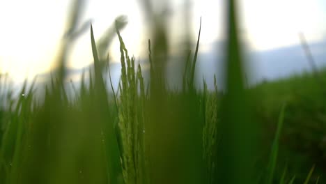 moviéndose a través de cultivos de arroz cubierto de rocío