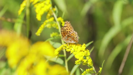 butterfly queen of spain fritillary (issoria lathonia) is a butterfly of the family nymphalidae. these butterflies live in open areas, in dry lawns, agricultural wastelands and in extensive crops.