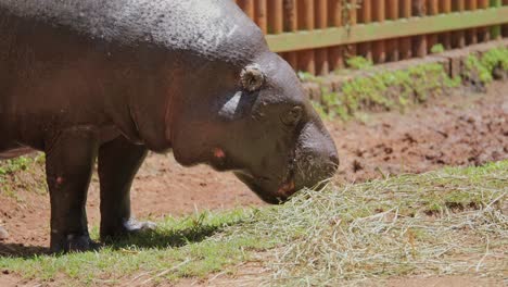 Pygmy hippo grazing on hay in Pretoria, South Africa under natural sunlight